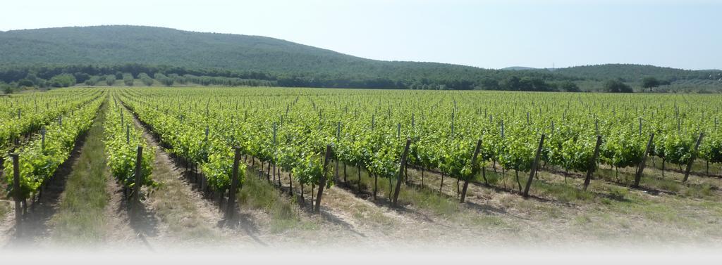 Le Stanze Di Zelinda Villa Suvereto Oda fotoğraf